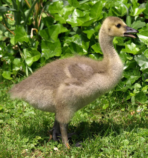 Kanadagans, Branta canadensis Jungvogel